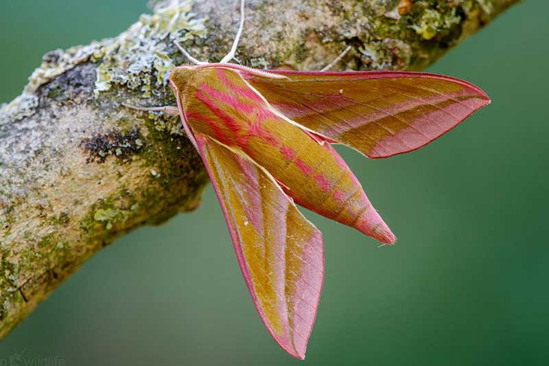 Elephant Hawkmoth