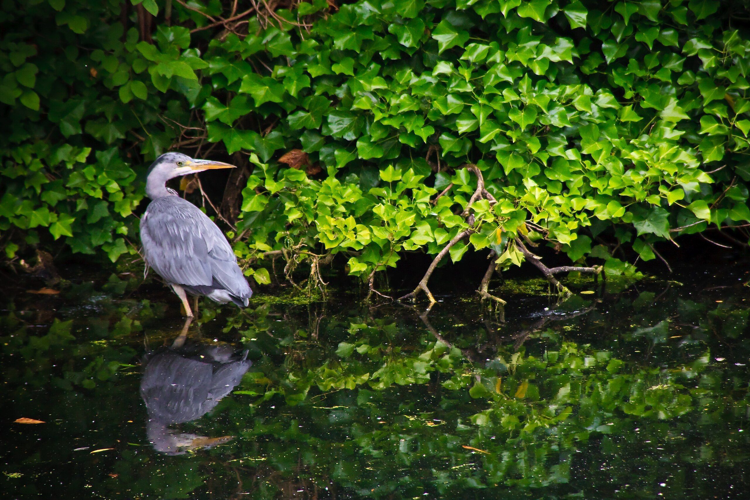 A grey heron stands in the lake in Regent's Park.
