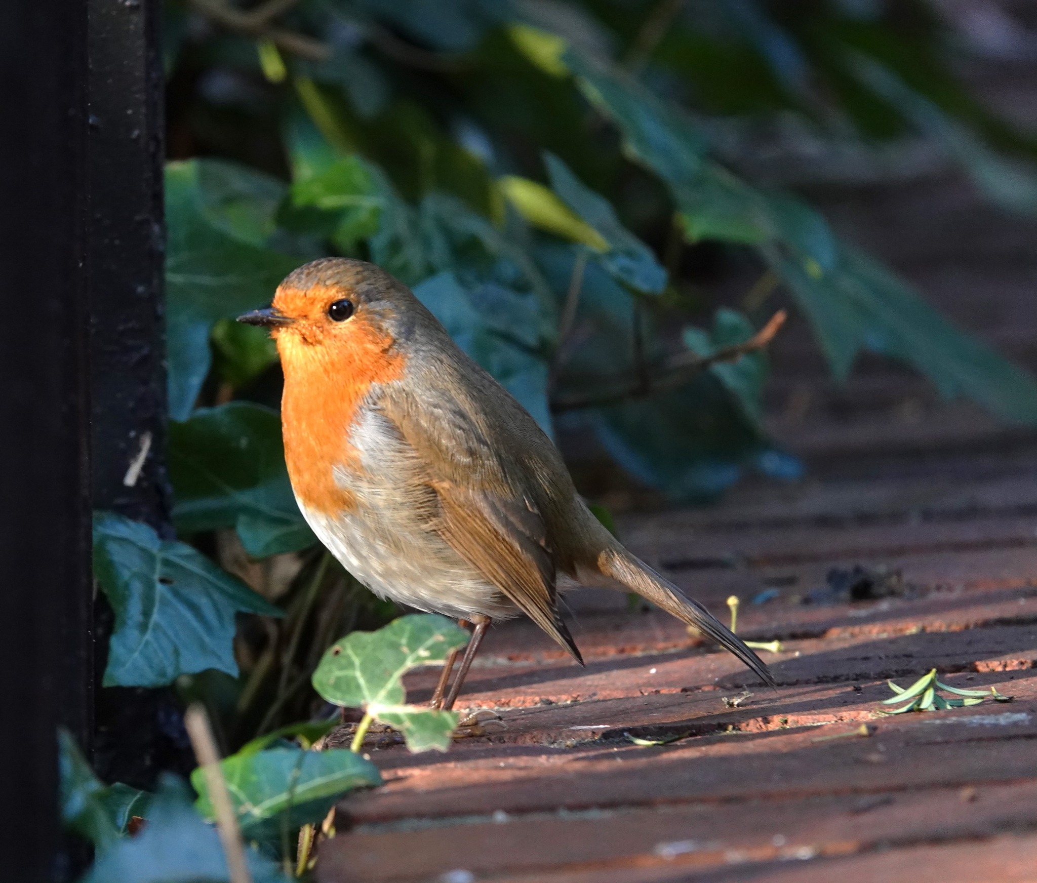 Bird_walk2026_tina_dawkins_forp