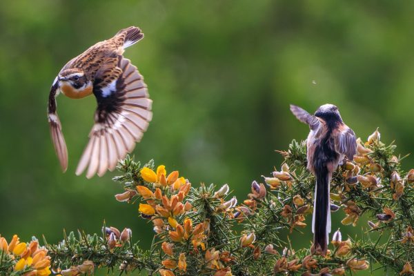 Male Whinchat, long-tailed tit, Copyright, Mags Andersson.