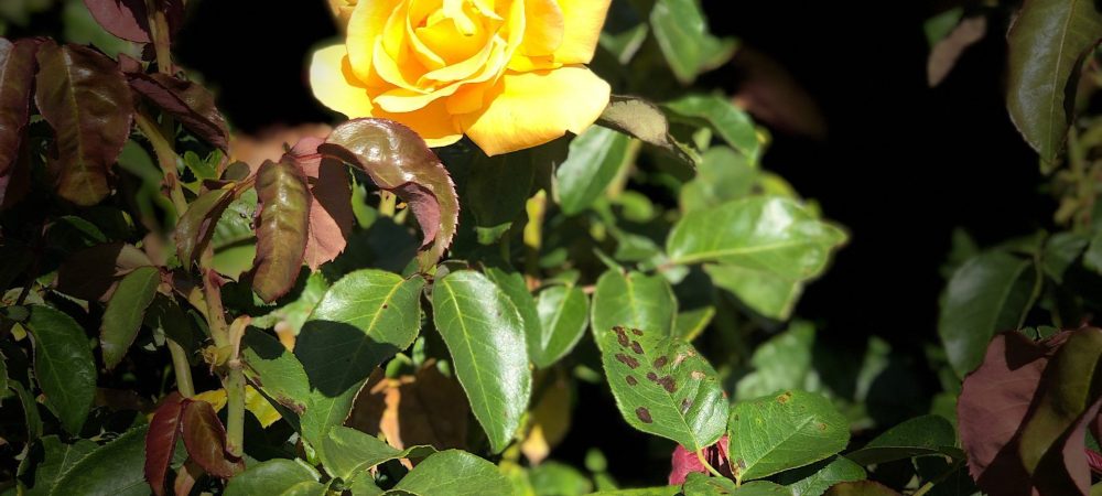 2020 September 28th  Keep Smiling