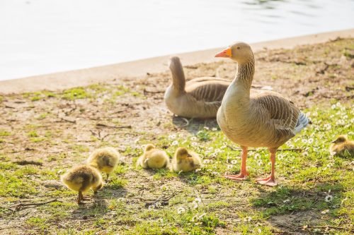 2024-05-08_Birds_in_Regent's_Park_25