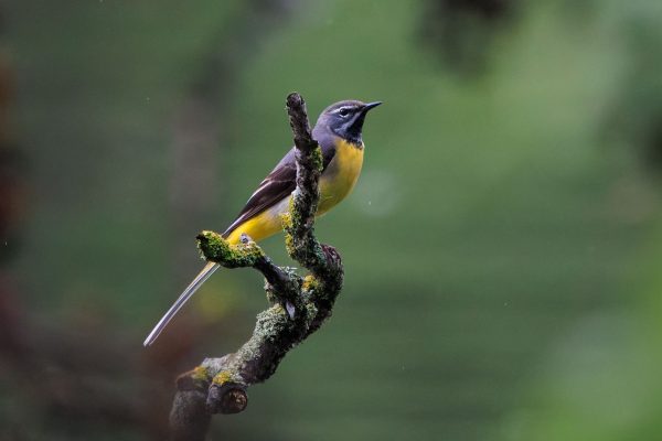 Male Grey Wagtail, Copyright, Mags Andersson.