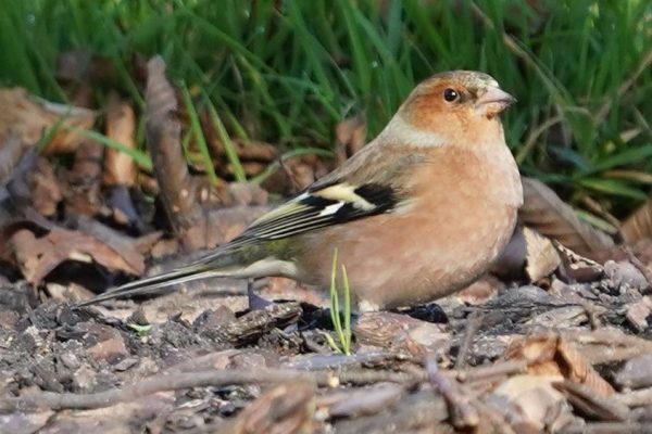 Chaffinch by Ari Weiler-Ofek