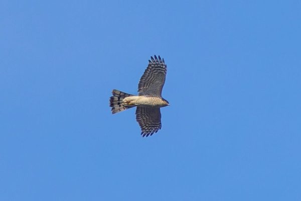Male Sparrowhawk by Mags Andersson