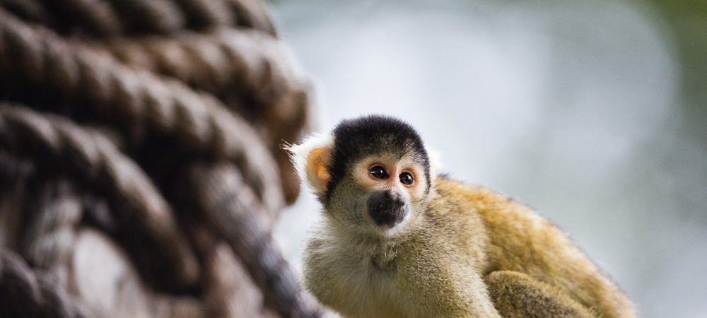Squirrel-monkey-London-Zoo-@ZSL