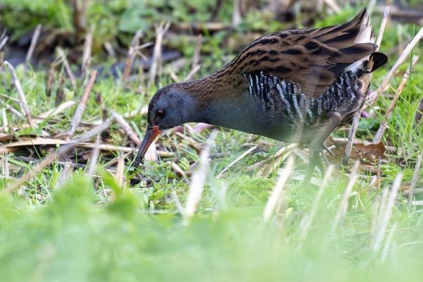 Water Rail by Robin Hamilton