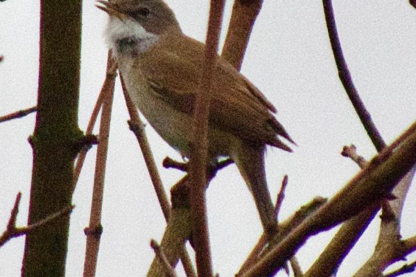 Whitethroat in song, defending territory; Lidunka Vicadlo