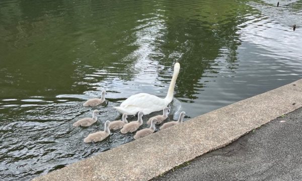ducks_regents_park