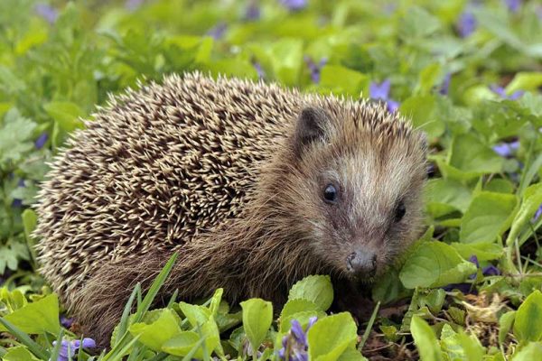 Hedgehogs - Wildlife - In the Park